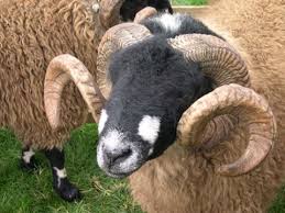 lamb with horns