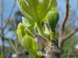 a fig tree beginning to bud