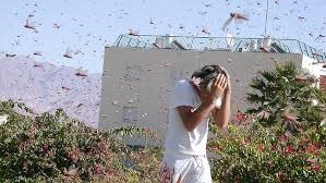 locust swarm